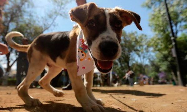 15 adopciones de mascotas en la primera feria del año