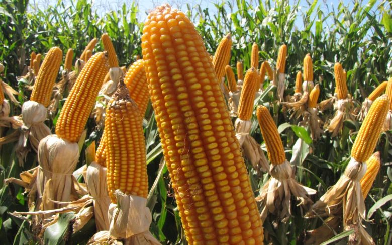 A la espera del informe sobre proyecciones de superficies de maíz y soja en Estados Unidos.
