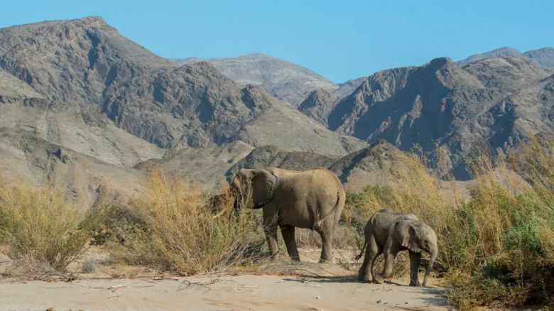 Elefantes salvajes de Namibia están siendo capturados para una subasta internacional