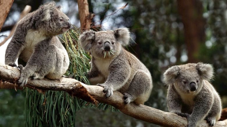 La clave para salvar a los koalas está en su genoma