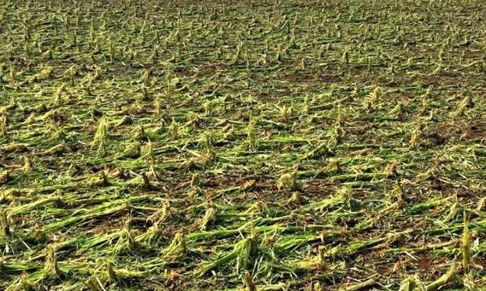 Hay productores de maíz y soja que "lo han perdido todo"