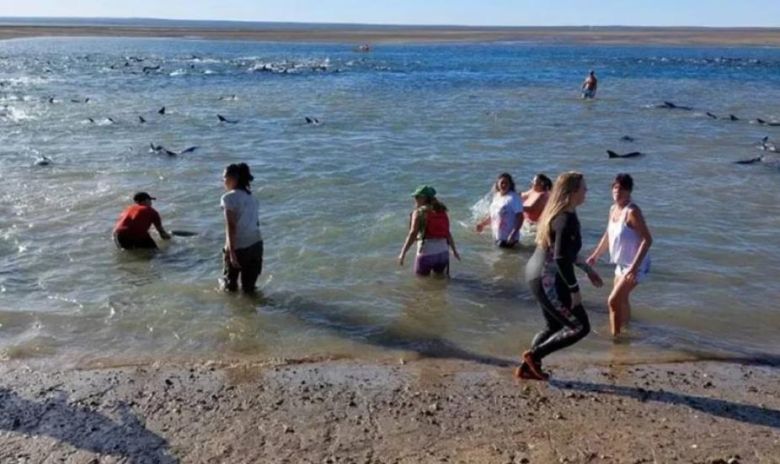Más de 200 delfines fueron rescatados por vecinos en una playa de Río Negro