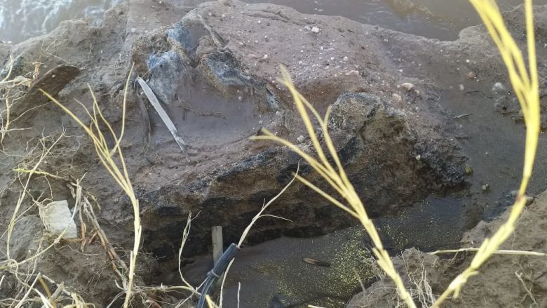 Vecinos hallaron fósiles en las costas del río Cuarto