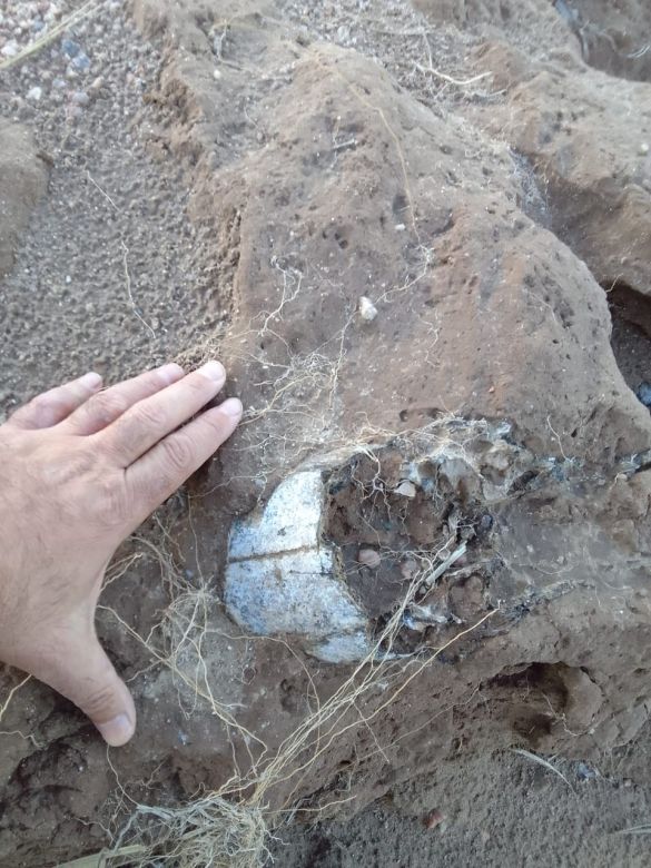 Vecinos hallaron fósiles en las costas del río Cuarto