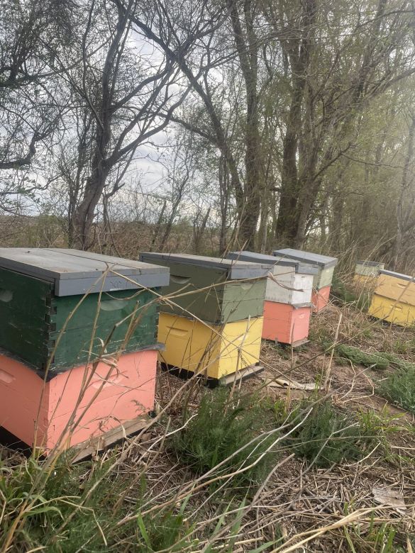 Una familia apicultora de Huinca Renancó sufrió el robo de 54 colmenas valuadas en  2 millones de pesos