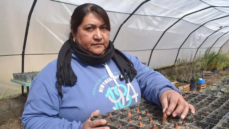 En Zapala, siembran piñones para ayudar a la naturaleza cordillerana 