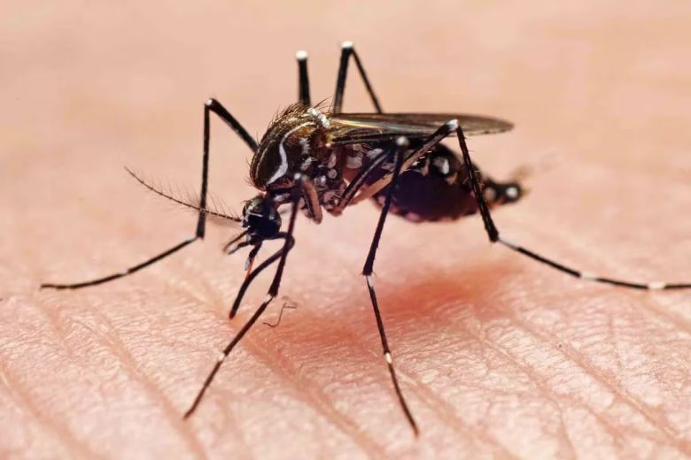 No hay casos de dengue autóctono en Río Cuarto