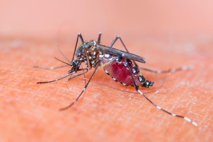 Confirman tres casos de dengue en Villa María