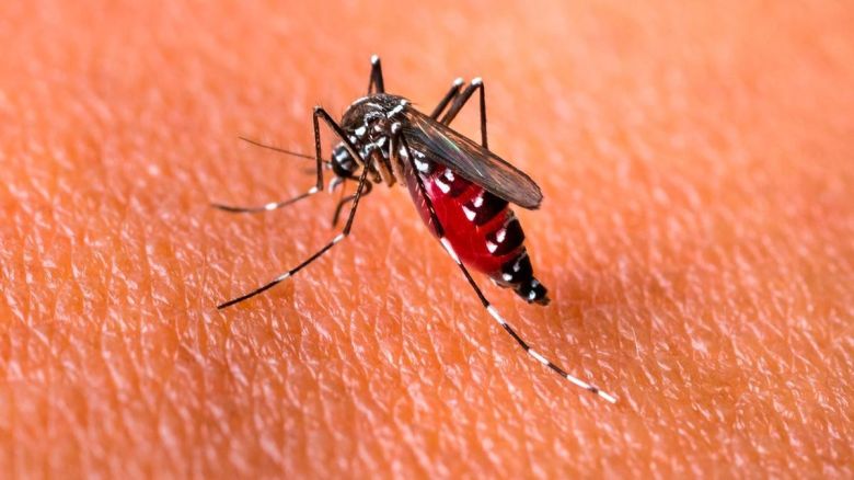 En los últimos 6 meses se registraron más de 22.000 casos de dengue y 16 muertes en el país