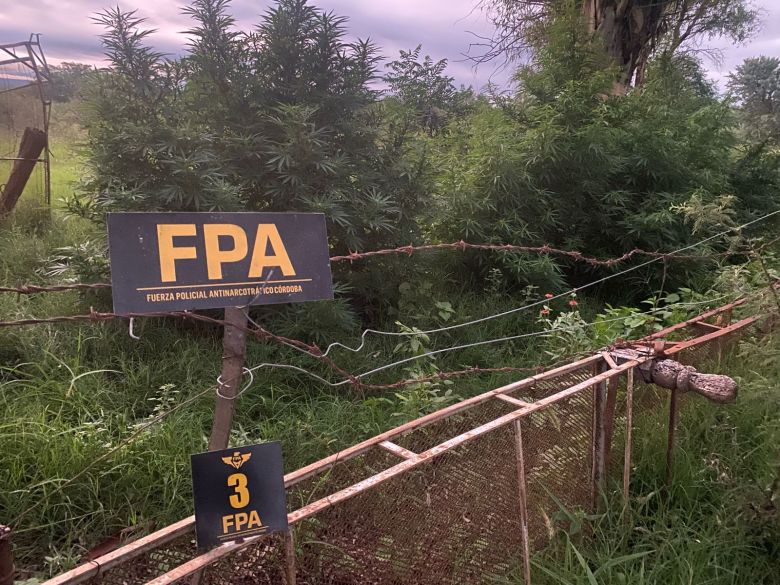 FPA desmanteló una plantación de marihuana e incautó más de 500 dosis en Amboy