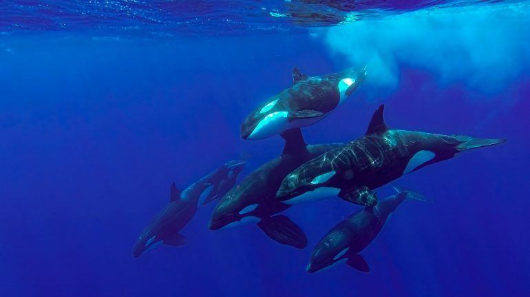 Descubren la razón por la cual las orcas son tan longevas