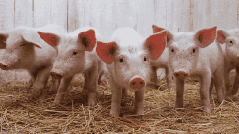 Productores de la región preocupados por la importación de carne de cerdo desde Brasil