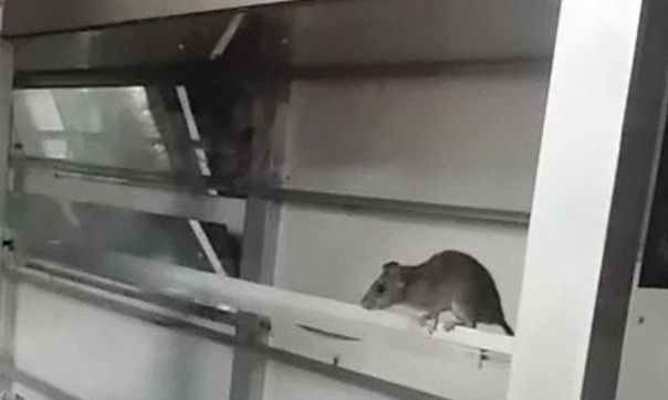 Bromatología intervino en una confitería céntrica por la presencia de roedores 
