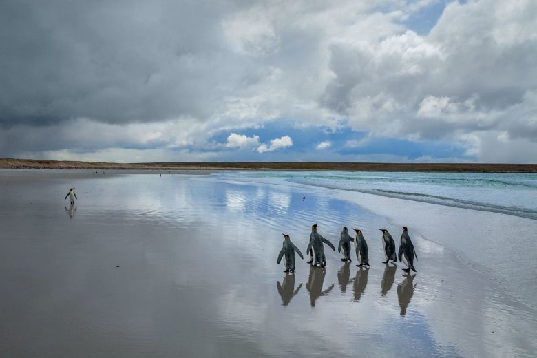 Los Pingüinos de la Isla Soledad 