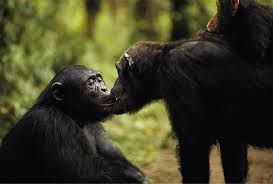 Besos, amistad, venganza... no son exclusivos de los humanos: los animales también sienten emociones