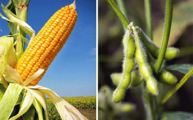 Expectativas de suba de maíz y soja