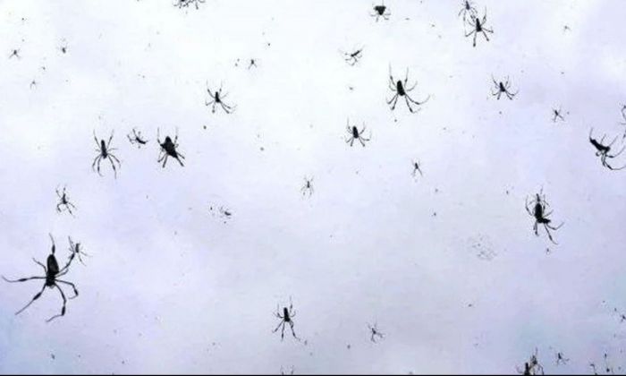 Escalofriante: se viralizó un vídeo de una lluvia de arañas en Brasil