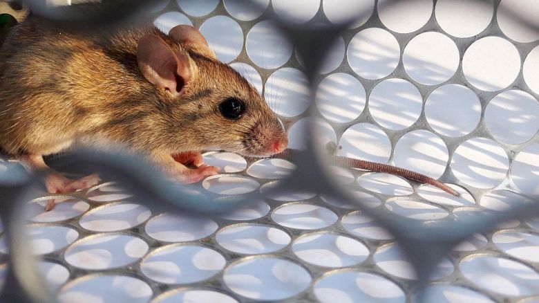 “El roedor que transmite el Hantavirus no existe en Córdoba, por eso no hay riesgos de contraer la enfermedad”