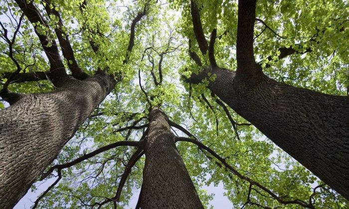 “En Córdoba solo queda un 3 por ciento de árboles nativos”