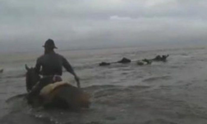 Video: el dramático rescate de vacas que “nadan” para sobrevivir a las inundaciones