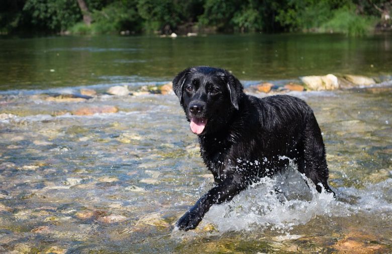 Alpa Corral: multan a personas que dejan ingresar a sus mascotas al río