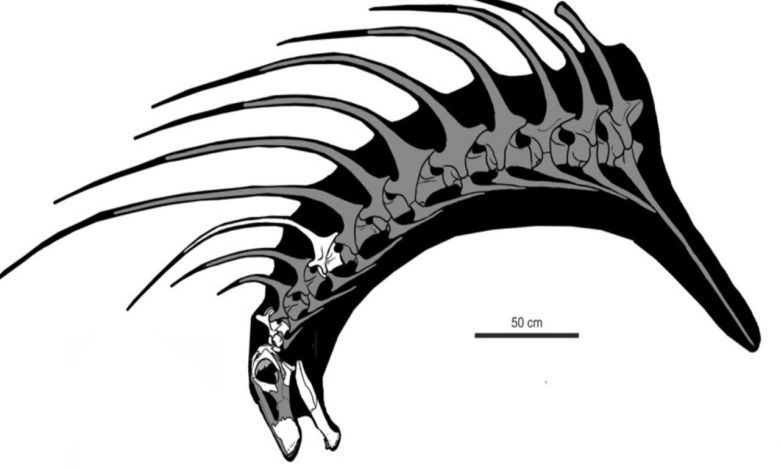 Descubren un nuevo dinosaurio en Neuquén, el Bajadasaurus