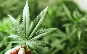 El Gobierno autorizó el primer centro de elaboración de cannabis medicinal