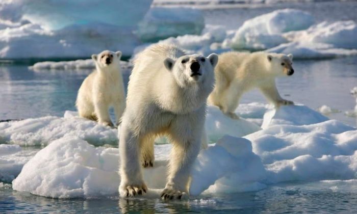 Invasión de osos polares en Rusia: escapan del calentamiento global
