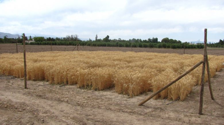Argentina evalúa ser el primer país del mundo con trigo transgénico
