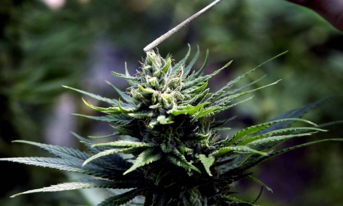 Marihuana sin plantas, la última apuesta en el mercado del cannabis