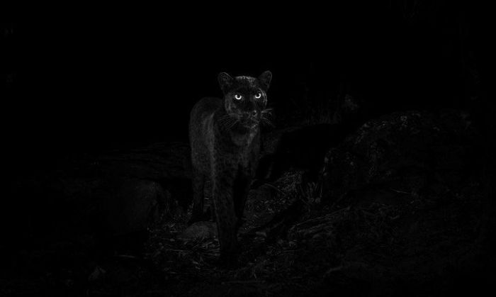 Cómo se logró la foto del leopardo negro, la primera en 100 años