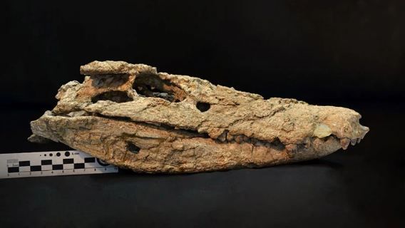 Hallaron un esqueleto de un cocodrilo que habitó en Neuquén hace 70 millones de años