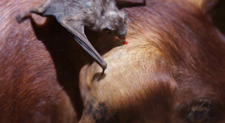 Coronel Moldes: Tras la detección de un murciélago con rabia, vacunaron mascotas en los alrededores