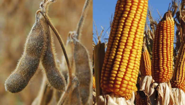 “Río Cuarto tendrá el récord de cosecha de maíz y soja en la provincia”