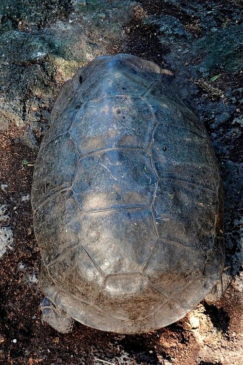 Hallan en Galápagos una tortuga gigante que se creía extinta desde hace 100 años