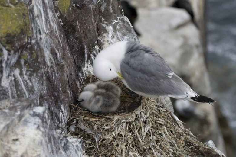 Descubren plástico en el interior de huevos de aves en el remoto océano Ártico