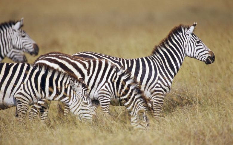 La ciencia da un nuevo paso en 150 años de misterio: ¿cuál es la función de las rayas en las cebras?