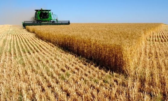 La cosecha reportará 1.800 millones de dólares a los productores del Departamento Río Cuarto