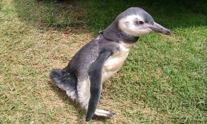 Trasladan a Mundo Marino al pingüino rescatado de una casa en las Sierras de Córdoba