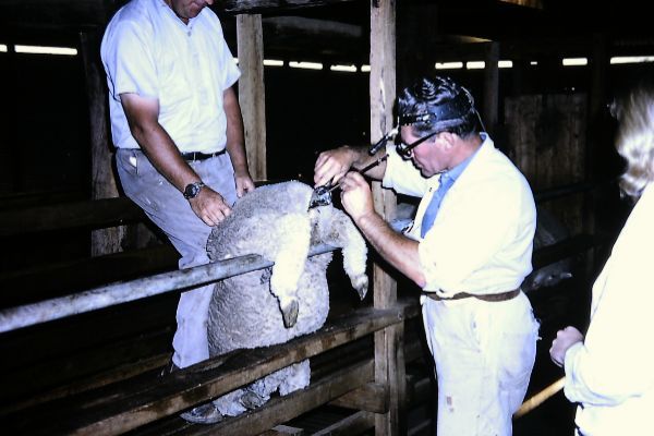 Nacen ovejas sanas a partir de semen congelado hace 50 años