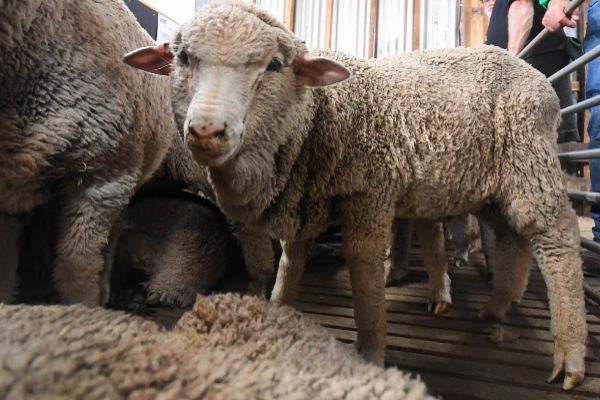 Nacen ovejas sanas a partir de semen congelado hace 50 años