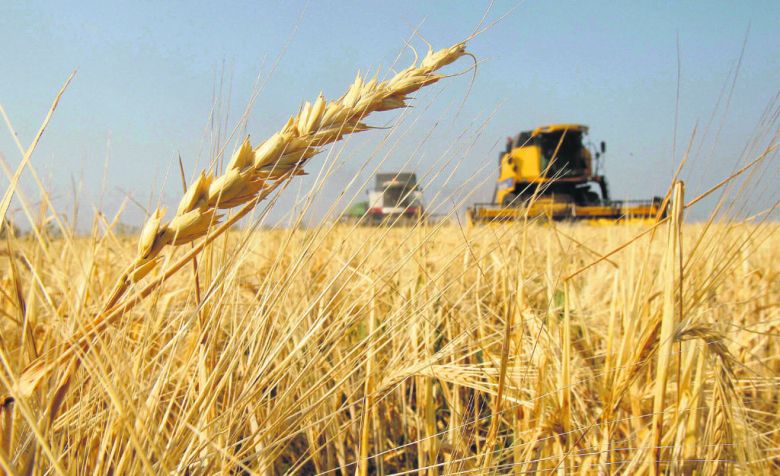 Cómo impactará en Argentina el acuerdo entre Trump y Bolsonaro sobre la comercialización del trigo