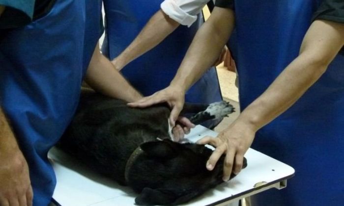 Está disponible el Hospital Escuela de Pequeños y Grandes Animales de la UNRC, tanto en consulta como intervenciones
