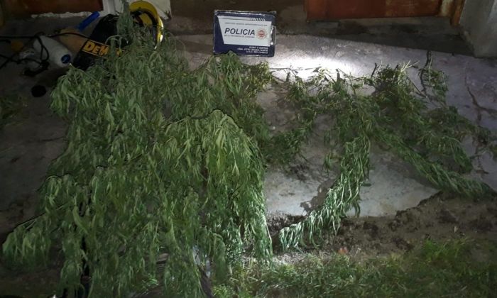 Secuestraron diez plantas de marihuana en banda Norte