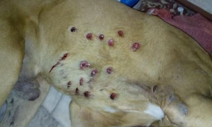 Video: Indignación por “Cell”, el perro que la policía hirió en un cuestionado allanamiento
