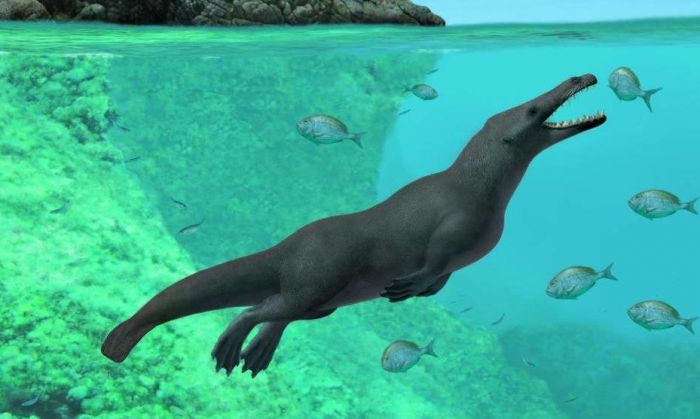 Perú: hallaron restos fósiles de una ballena con cuatro patas