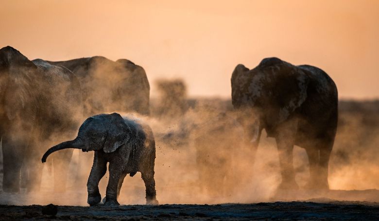 Un hombre iba a cazar un rinoceronte pero fue atacado por un elefante y luego devorado por una manada de leones