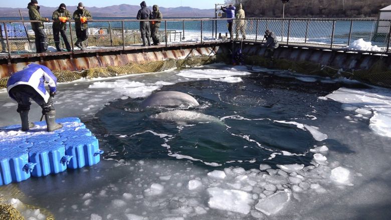 Rusia ordena la liberación de las ballenas ‘encarceladas’ en el lejano oriente