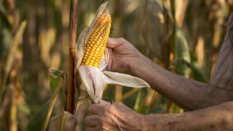 Córdoba ocupa el octavo puesto a nivel mundial en la producción de maíz