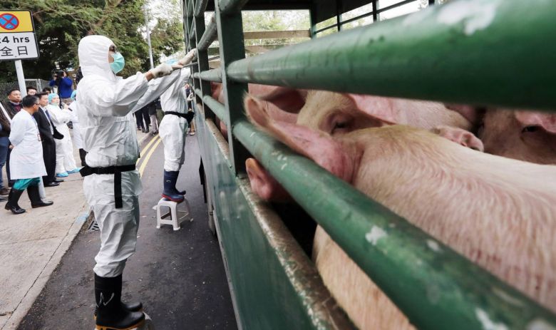 La epidemia de peste porcina se expande en China y dispara la cotización global del cerdo